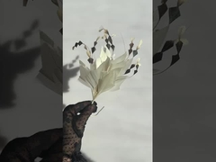 coleção de monturas de penas